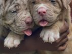 American Bully Puppies XL