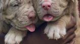 American Bully Puppies XL