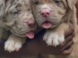 American Bully Puppies XL