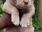 American Bully Puppies XL