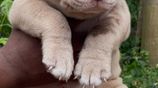 American Bully Puppies XL