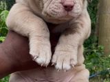 American Bully Puppies XL
