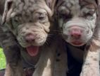 American Bully Puppies XL