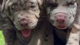 American Bully Puppies XL