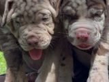 American Bully Puppies XL