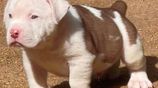 American Bully Puppies XL