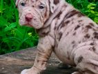 American Bully Puppies XL