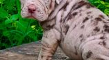 American Bully Puppies XL