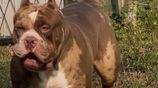 American Bully Puppies XL