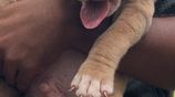 American Bully Puppies XL