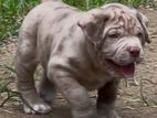 American Bully Puppies XL