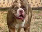 American Bully Puppies XL