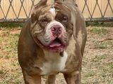American Bully Puppies XL