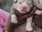 American Bully Puppies XL
