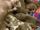 American Bully Puppies XL