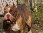 American Bully Puppies Xl