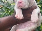 American Bully Puppies Xl