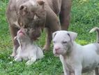 American Bully Puppies XL