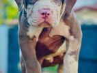 American Bully Puppies XL