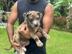 American Bully Puppies