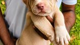 American Bully Puppies XL