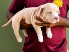American Bully Puppies XL Size