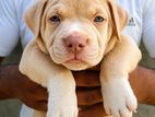 American Bully Puppies XL
