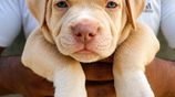 American Bully Puppies XL