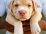 American Bully Puppies XL