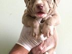 American Bully Puppies