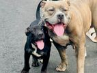American Bully Puppy and Female Dog