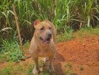 American Bully Puppy