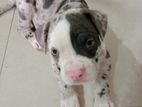 American Bully Puppy