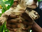 American Bully Puppy