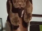 American bully puppy