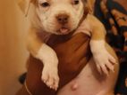 American Bully Puppy