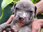 American Bully Puppy