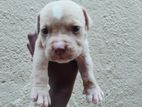 American Bully Puppy