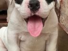 American Bully Puppy