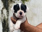 American Bully Puppy