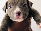 American Bully Puppy