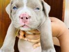 American Bully Puppy