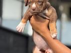 American Bully Puppy