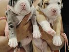 American Bully Puppy