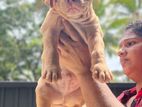 American Bully Puppy