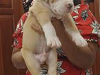 American Bully Puppy