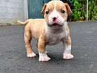 American Bully Puppy