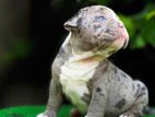 American Bully Puppy