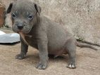 American Bully Puppies