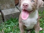 American Bully Puppy